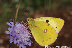 Colias hyale